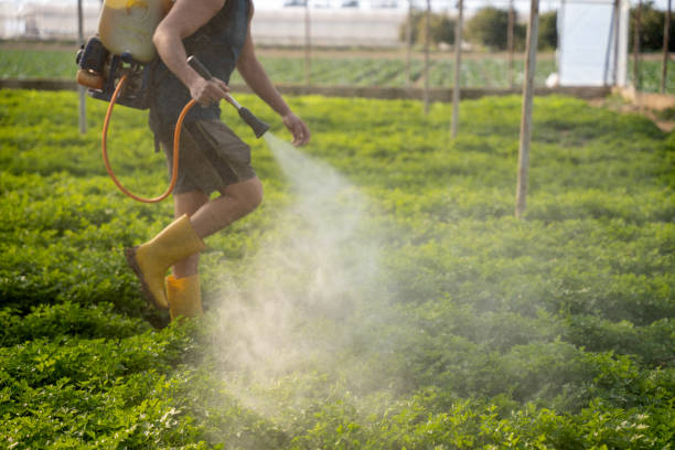 Best Affordable Pest Control Services  in Pilot Point, TX