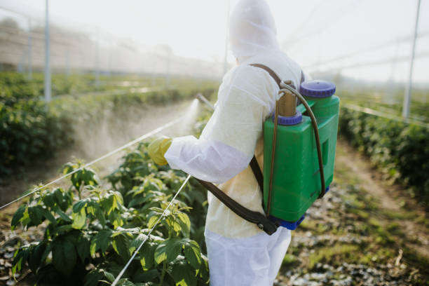 Best Wasp Removal Services  in Pilot Point, TX